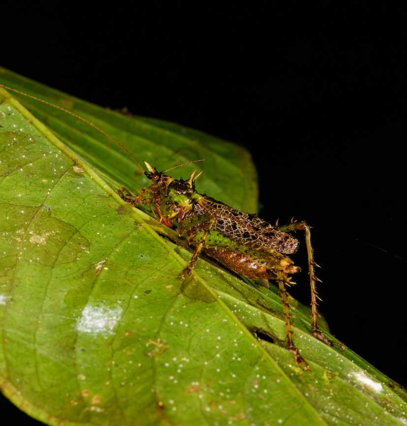 Panacanthus varius, Los Cedros Reserve, Ecuador Wish I had better angles on this beautiful species. Ecuador,Ecuador 2021,Fall,Geotagged,Los Cedros Reserve,Panacanthus varius,South America,World