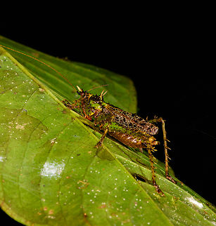 Panacanthus varius, Los Cedros Reserve, Ecuador Wish I had better angles on this beautiful species. Ecuador,Ecuador 2021,Fall,Geotagged,Los Cedros Reserve,Panacanthus varius,South America,World