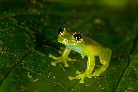 Emerald Glass Frog, Los Cedros Reserve, Ecuador The appendage seen under the armpit on some of these photos are called a "humeral hook", which is used for fighting.
https://www.jungledragon.com/image/132969/emerald_glass_frog_-_back_los_cedros_reserve_ecuador.html
https://www.jungledragon.com/image/132968/emerald_glass_frog_-_side_view_los_cedros_reserve_ecuador.html
https://www.jungledragon.com/image/132967/emerald_glass_frog_-_head_los_cedros_reserve_ecuador.html Ecuador,Ecuador 2021,Emerald Glass Frog,Espadarana prosoblepon,Fall,Geotagged,Los Cedros Reserve,South America,World