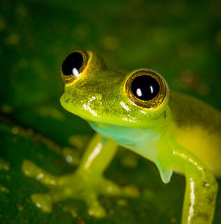 Emerald Glass Frog - head, Los Cedros Reserve, Ecuador The appendage seen under the armpit on some of these photos are called a "humeral hook", which is used for fighting.
https://www.jungledragon.com/image/132969/emerald_glass_frog_-_back_los_cedros_reserve_ecuador.html
https://www.jungledragon.com/image/132968/emerald_glass_frog_-_side_view_los_cedros_reserve_ecuador.html
https://www.jungledragon.com/image/132966/emerald_glass_frog_los_cedros_reserve_ecuador.html Ecuador,Ecuador 2021,Emerald Glass Frog,Espadarana prosoblepon,Fall,Geotagged,Los Cedros Reserve,South America,World