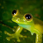 Emerald Glass Frog - head, Los Cedros Reserve, Ecuador The appendage seen under the armpit on some of these photos are called a "humeral hook", which is used for fighting.<br />
https://www.jungledragon.com/image/132969/emerald_glass_frog_-_back_los_cedros_reserve_ecuador.html<br />
https://www.jungledragon.com/image/132968/emerald_glass_frog_-_side_view_los_cedros_reserve_ecuador.html<br />
https://www.jungledragon.com/image/132966/emerald_glass_frog_los_cedros_reserve_ecuador.html Ecuador,Ecuador 2021,Emerald Glass Frog,Espadarana prosoblepon,Fall,Geotagged,Los Cedros Reserve,South America,World