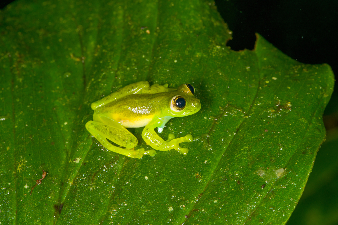 Emerald Glass Frog - side view, Los Cedros Reserve, Ecuador The appendage seen under the armpit on some of these photos are called a &quot;humeral hook&quot;, which is used for fighting.<br />
<figure class="photo"><a href="https://www.jungledragon.com/image/132969/emerald_glass_frog_-_back_los_cedros_reserve_ecuador.html" title="Emerald Glass Frog - back, Los Cedros Reserve, Ecuador"><img src="https://s3.amazonaws.com/media.jungledragon.com/images/2/132969_thumb.jpg?AWSAccessKeyId=05GMT0V3GWVNE7GGM1R2&Expires=1759968010&Signature=jwS6GA2YOlITHICQ6jVGpILfqsQ%3D" width="200" height="134" alt="Emerald Glass Frog - back, Los Cedros Reserve, Ecuador The appendage seen under the armpit on some of these photos are called a &quot;humeral hook&quot;, which is used for fighting.<br />
https://www.jungledragon.com/image/132968/emerald_glass_frog_-_side_view_los_cedros_reserve_ecuador.html<br />
https://www.jungledragon.com/image/132966/emerald_glass_frog_los_cedros_reserve_ecuador.html<br />
https://www.jungledragon.com/image/132967/emerald_glass_frog_-_head_los_cedros_reserve_ecuador.html Ecuador,Ecuador 2021,Emerald Glass Frog,Espadarana prosoblepon,Fall,Geotagged,Los Cedros Reserve,South America,World" /></a></figure><br />
<figure class="photo"><a href="https://www.jungledragon.com/image/132966/emerald_glass_frog_los_cedros_reserve_ecuador.html" title="Emerald Glass Frog, Los Cedros Reserve, Ecuador"><img src="https://s3.amazonaws.com/media.jungledragon.com/images/2/132966_thumb.jpg?AWSAccessKeyId=05GMT0V3GWVNE7GGM1R2&Expires=1759968010&Signature=ekQkT7ujygtw6WTTof5jpcw76cc%3D" width="200" height="134" alt="Emerald Glass Frog, Los Cedros Reserve, Ecuador The appendage seen under the armpit on some of these photos are called a &quot;humeral hook&quot;, which is used for fighting.<br />
https://www.jungledragon.com/image/132969/emerald_glass_frog_-_back_los_cedros_reserve_ecuador.html<br />
https://www.jungledragon.com/image/132968/emerald_glass_frog_-_side_view_los_cedros_reserve_ecuador.html<br />
https://www.jungledragon.com/image/132967/emerald_glass_frog_-_head_los_cedros_reserve_ecuador.html Ecuador,Ecuador 2021,Emerald Glass Frog,Espadarana prosoblepon,Fall,Geotagged,Los Cedros Reserve,South America,World" /></a></figure><br />
<figure class="photo"><a href="https://www.jungledragon.com/image/132967/emerald_glass_frog_-_head_los_cedros_reserve_ecuador.html" title="Emerald Glass Frog - head, Los Cedros Reserve, Ecuador"><img src="https://s3.amazonaws.com/media.jungledragon.com/images/2/132967_thumb.jpg?AWSAccessKeyId=05GMT0V3GWVNE7GGM1R2&Expires=1759968010&Signature=HIOv9rpMCEmXVK7M5MF8dMxR8bc%3D" width="152" height="152" alt="Emerald Glass Frog - head, Los Cedros Reserve, Ecuador The appendage seen under the armpit on some of these photos are called a &quot;humeral hook&quot;, which is used for fighting.<br />
https://www.jungledragon.com/image/132969/emerald_glass_frog_-_back_los_cedros_reserve_ecuador.html<br />
https://www.jungledragon.com/image/132968/emerald_glass_frog_-_side_view_los_cedros_reserve_ecuador.html<br />
https://www.jungledragon.com/image/132966/emerald_glass_frog_los_cedros_reserve_ecuador.html Ecuador,Ecuador 2021,Emerald Glass Frog,Espadarana prosoblepon,Fall,Geotagged,Los Cedros Reserve,South America,World" /></a></figure> Ecuador,Ecuador 2021,Emerald Glass Frog,Espadarana prosoblepon,Fall,Geotagged,Los Cedros Reserve,South America,World