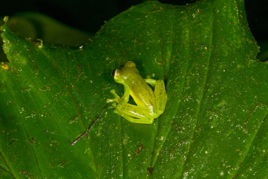 Emerald Glass Frog - back, Los Cedros Reserve, Ecuador The appendage seen under the armpit on some of these photos are called a &quot;humeral hook&quot;, which is used for fighting.<br />
<figure class="photo"><a href="https://www.jungledragon.com/image/132968/emerald_glass_frog_-_side_view_los_cedros_reserve_ecuador.html" title="Emerald Glass Frog - side view, Los Cedros Reserve, Ecuador"><img src="https://s3.amazonaws.com/media.jungledragon.com/images/2/132968_thumb.jpg?AWSAccessKeyId=05GMT0V3GWVNE7GGM1R2&Expires=1767225610&Signature=fjaPW2YPFlivrjCv5I%2B%2FCFIa79I%3D" width="200" height="134" alt="Emerald Glass Frog - side view, Los Cedros Reserve, Ecuador The appendage seen under the armpit on some of these photos are called a &quot;humeral hook&quot;, which is used for fighting.<br />
https://www.jungledragon.com/image/132969/emerald_glass_frog_-_back_los_cedros_reserve_ecuador.html<br />
https://www.jungledragon.com/image/132966/emerald_glass_frog_los_cedros_reserve_ecuador.html<br />
https://www.jungledragon.com/image/132967/emerald_glass_frog_-_head_los_cedros_reserve_ecuador.html Ecuador,Ecuador 2021,Emerald Glass Frog,Espadarana prosoblepon,Fall,Geotagged,Los Cedros Reserve,South America,World" /></a></figure><br />
<figure class="photo"><a href="https://www.jungledragon.com/image/132966/emerald_glass_frog_los_cedros_reserve_ecuador.html" title="Emerald Glass Frog, Los Cedros Reserve, Ecuador"><img src="https://s3.amazonaws.com/media.jungledragon.com/images/2/132966_thumb.jpg?AWSAccessKeyId=05GMT0V3GWVNE7GGM1R2&Expires=1767225610&Signature=M0VkxyZFiSGwImZFemsuDRk1T7k%3D" width="200" height="134" alt="Emerald Glass Frog, Los Cedros Reserve, Ecuador The appendage seen under the armpit on some of these photos are called a &quot;humeral hook&quot;, which is used for fighting.<br />
https://www.jungledragon.com/image/132969/emerald_glass_frog_-_back_los_cedros_reserve_ecuador.html<br />
https://www.jungledragon.com/image/132968/emerald_glass_frog_-_side_view_los_cedros_reserve_ecuador.html<br />
https://www.jungledragon.com/image/132967/emerald_glass_frog_-_head_los_cedros_reserve_ecuador.html Ecuador,Ecuador 2021,Emerald Glass Frog,Espadarana prosoblepon,Fall,Geotagged,Los Cedros Reserve,South America,World" /></a></figure><br />
<figure class="photo"><a href="https://www.jungledragon.com/image/132967/emerald_glass_frog_-_head_los_cedros_reserve_ecuador.html" title="Emerald Glass Frog - head, Los Cedros Reserve, Ecuador"><img src="https://s3.amazonaws.com/media.jungledragon.com/images/2/132967_thumb.jpg?AWSAccessKeyId=05GMT0V3GWVNE7GGM1R2&Expires=1767225610&Signature=OZp%2FyqVRpUs9%2FuuRefbxDP2Yihk%3D" width="152" height="152" alt="Emerald Glass Frog - head, Los Cedros Reserve, Ecuador The appendage seen under the armpit on some of these photos are called a &quot;humeral hook&quot;, which is used for fighting.<br />
https://www.jungledragon.com/image/132969/emerald_glass_frog_-_back_los_cedros_reserve_ecuador.html<br />
https://www.jungledragon.com/image/132968/emerald_glass_frog_-_side_view_los_cedros_reserve_ecuador.html<br />
https://www.jungledragon.com/image/132966/emerald_glass_frog_los_cedros_reserve_ecuador.html Ecuador,Ecuador 2021,Emerald Glass Frog,Espadarana prosoblepon,Fall,Geotagged,Los Cedros Reserve,South America,World" /></a></figure> Ecuador,Ecuador 2021,Emerald Glass Frog,Espadarana prosoblepon,Fall,Geotagged,Los Cedros Reserve,South America,World