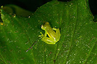 Emerald Glass Frog - back, Los Cedros Reserve, Ecuador The appendage seen under the armpit on some of these photos are called a "humeral hook", which is used for fighting.<br />
https://www.jungledragon.com/image/132968/emerald_glass_frog_-_side_view_los_cedros_reserve_ecuador.html<br />
https://www.jungledragon.com/image/132966/emerald_glass_frog_los_cedros_reserve_ecuador.html<br />
https://www.jungledragon.com/image/132967/emerald_glass_frog_-_head_los_cedros_reserve_ecuador.html Ecuador,Ecuador 2021,Emerald Glass Frog,Espadarana prosoblepon,Fall,Geotagged,Los Cedros Reserve,South America,World