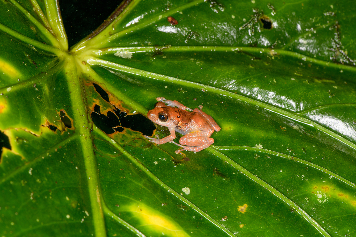 Pristimantis crenunguis, Los Cedros Reserve, Ecuador ID is by local Los Cedros guide. Ecuador,Ecuador 2021,Fall,Geotagged,Los Cedros Reserve,Pristimantis crenunguis,South America,Spring Rainfrog,World