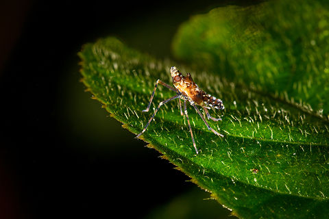 Tiny planthopper, Los Cedros Reserve, Ecuador Family Dictyopharidae. Ecuador,Ecuador 2021,Fall,Geotagged,Los Cedros Reserve,South America,World