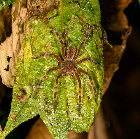 Wandering spider with banded legs, Los Cedros Reserve, Ecuador  Ecuador,Ecuador 2021,Fall,Geotagged,Los Cedros Reserve,South America,World