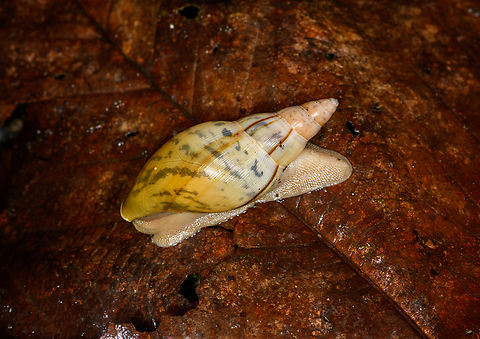Wolf snail (Euglandina striata), Los Cedros Reserve, Ecuador ID tentative. Ecuador,Ecuador 2021,Euglandina striata,Fall,Geotagged,Los Cedros Reserve,South America,World
