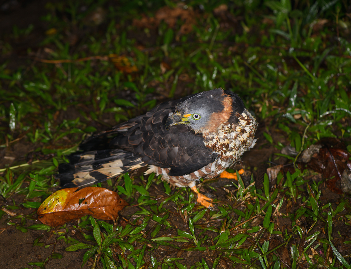 Wounded Hook-billed kite, Los Cedros Reserve, Ecuador As we ended our night tour and were almost back at the head quarters of Los Cedros, we came across this wounded hook-billed kite. It seems to have a deep cut near the beak. As it saw us, it tried to fly away, but crashed back to the floor. It then did it again.<br />
<br />
We figured to leave it alone, hoping it can rest and recover on its own. Luckily, the next morning we saw it soaring through the sky again:<br />
<figure class="photo"><a href="https://www.jungledragon.com/image/132996/wounded_hook-billed_kite_-_recovery_los_cedros_reserve_ecuador.html" title="Wounded Hook-billed kite - recovery, Los Cedros Reserve, Ecuador"><img src="https://s3.amazonaws.com/media.jungledragon.com/images/2/132996_thumb.jpg?AWSAccessKeyId=05GMT0V3GWVNE7GGM1R2&Expires=1767225610&Signature=WgPdNmVGSlssgDr3P4A62FTvsWI%3D" width="118" height="152" alt="Wounded Hook-billed kite - recovery, Los Cedros Reserve, Ecuador A follow-up to this event:<br />
https://www.jungledragon.com/image/132987/wounded_hook-billed_kite_los_cedros_reserve_ecuador.html<br />
Note the dent in the beak, it&#039;s the same bird. I intentionally did not edit the photo to given an idea of how misty a cloud forest can be. Chondrohierax uncinatus,Ecuador,Ecuador 2021,Fall,Geotagged,Hook-billed kite,Los Cedros Reserve,South America,World" /></a></figure> Chondrohierax uncinatus,Ecuador,Ecuador 2021,Fall,Geotagged,Hook-billed kite,Los Cedros Reserve,South America,World