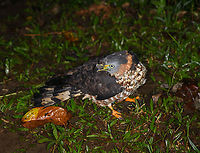 Wounded Hook-billed kite, Los Cedros Reserve, Ecuador As we ended our night tour and were almost back at the head quarters of Los Cedros, we came across this wounded hook-billed kite. It seems to have a deep cut near the beak. As it saw us, it tried to fly away, but crashed back to the floor. It then did it again.<br />
<br />
We figured to leave it alone, hoping it can rest and recover on its own. Luckily, the next morning we saw it soaring through the sky again:<br />
https://www.jungledragon.com/image/132996/wounded_hook-billed_kite_-_recovery_los_cedros_reserve_ecuador.html Chondrohierax uncinatus,Ecuador,Ecuador 2021,Fall,Geotagged,Hook-billed kite,Los Cedros Reserve,South America,World