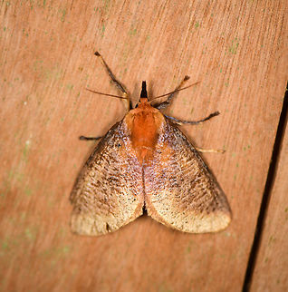 Ulamia sericea, Los Cedros Reserve, Ecuador Found on the outside wall of our room in Los Cedros Reserve. Ecuador,Ecuador 2021,Fall,Geotagged,Los Cedros Reserve,South America,Ulamia sericea,World