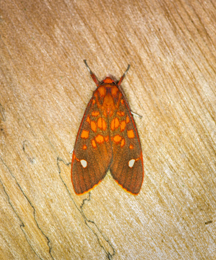 Melese intensa, Los Cedros Reserve, Ecuador  Ecuador,Ecuador 2021,Fall,Geotagged,Los Cedros Reserve,Melese intensa,South America,World