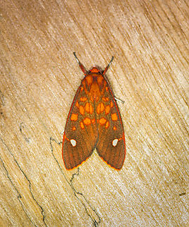 Melese intensa, Los Cedros Reserve, Ecuador  Ecuador,Ecuador 2021,Fall,Geotagged,Los Cedros Reserve,Melese intensa,South America,World