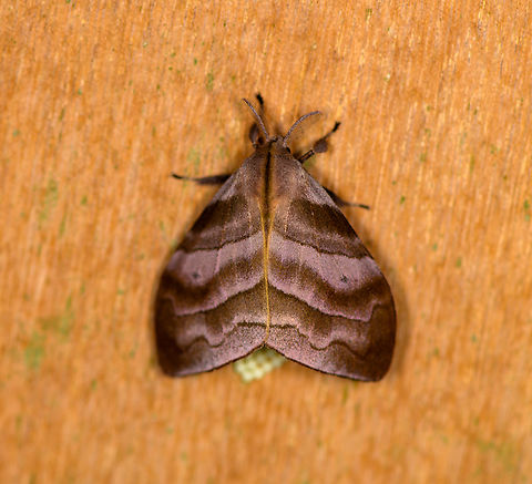Sarsina purpurascens, Los Cedros Reserve, Ecuador  Ecuador,Ecuador 2021,Fall,Geotagged,Los Cedros Reserve,Sarsina purpurascens,South America,World