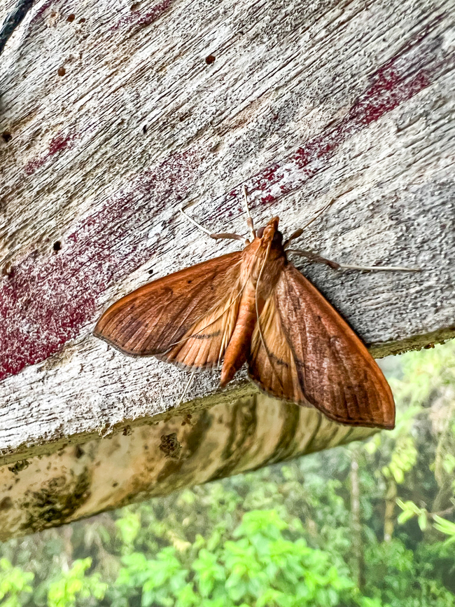 Anarmodia arcadiusalis, Los Cedros Reserve, Ecuador Smartphone photo in the early morning. Anarmodia arcadiusalis,Ecuador,Ecuador 2021,Fall,Geotagged,Los Cedros Reserve,South America,World