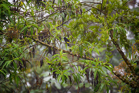 Lemon-rumped Tanager - perched, Los Cedros, Reserve This is the male. Ecuador,Ecuador 2021,Fall,Geotagged,Lemon-rumped Tanager,Los Cedros Reserve,Ramphocelus icteronotus,South America,World