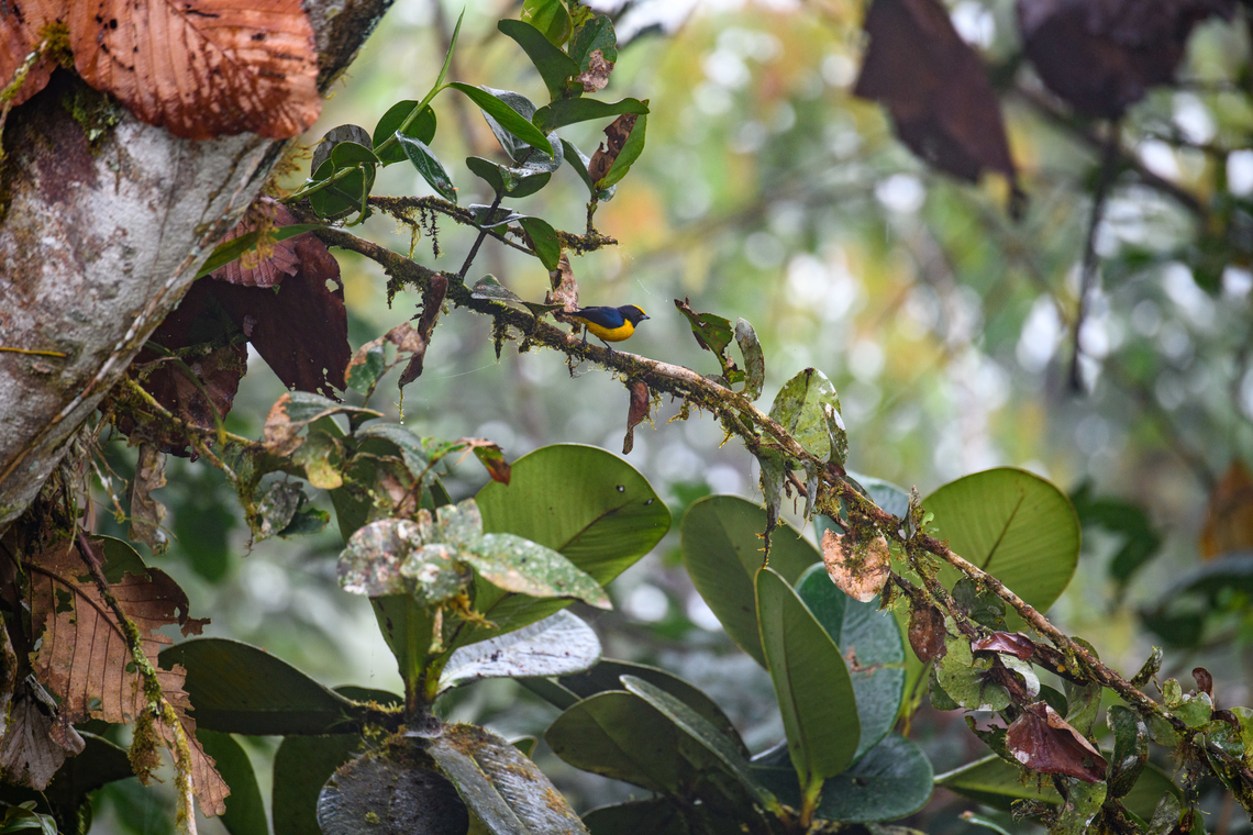 Orange-bellied euphonia, Los Cedros Reserve, Ecuador  Ecuador,Ecuador 2021,Euphonia xanthogaster,Fall,Geotagged,Los Cedros Reserve,Orange-bellied euphonia,South America,World