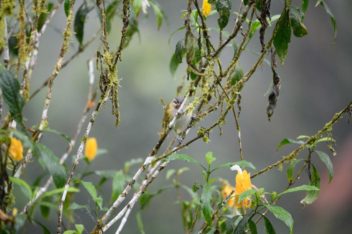 Red-eyed vireo, Los Cedros Reserve, Ecuador Not very cooperative, sorry. Ecuador,Ecuador 2021,Fall,Geotagged,Los Cedros Reserve,Red-eyed vireo,South America,Vireo olivaceus,World