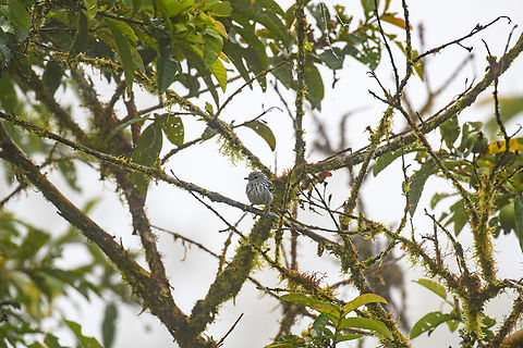 Pacific antwren, Los Cedros Reserve, Ecuador  Ecuador,Ecuador 2021,Fall,Geotagged,Los Cedros Reserve,Myrmotherula pacifica,Pacific antwren,South America,World