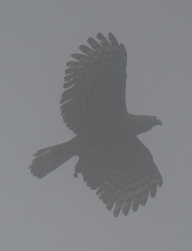 Wounded Hook-billed kite - recovery, Los Cedros Reserve, Ecuador A follow-up to this event:<br />
<figure class="photo"><a href="https://www.jungledragon.com/image/132987/wounded_hook-billed_kite_los_cedros_reserve_ecuador.html" title="Wounded Hook-billed kite, Los Cedros Reserve, Ecuador"><img src="https://s3.amazonaws.com/media.jungledragon.com/images/2/132987_thumb.jpg?AWSAccessKeyId=05GMT0V3GWVNE7GGM1R2&Expires=1759968010&Signature=V6fexevAf9kSrY2gHW1EOqmlSjM%3D" width="200" height="154" alt="Wounded Hook-billed kite, Los Cedros Reserve, Ecuador As we ended our night tour and were almost back at the head quarters of Los Cedros, we came across this wounded hook-billed kite. It seems to have a deep cut near the beak. As it saw us, it tried to fly away, but crashed back to the floor. It then did it again.<br />
<br />
We figured to leave it alone, hoping it can rest and recover on its own. Luckily, the next morning we saw it soaring through the sky again:<br />
https://www.jungledragon.com/image/132996/wounded_hook-billed_kite_-_recovery_los_cedros_reserve_ecuador.html Chondrohierax uncinatus,Ecuador,Ecuador 2021,Fall,Geotagged,Hook-billed kite,Los Cedros Reserve,South America,World" /></a></figure><br />
Note the dent in the beak, it&#039;s the same bird. I intentionally did not edit the photo to given an idea of how misty a cloud forest can be. Chondrohierax uncinatus,Ecuador,Ecuador 2021,Fall,Geotagged,Hook-billed kite,Los Cedros Reserve,South America,World