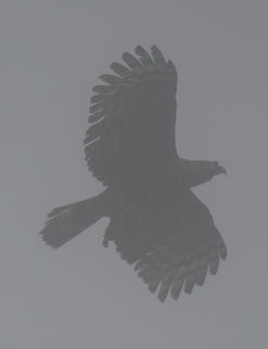 Wounded Hook-billed kite - recovery, Los Cedros Reserve, Ecuador A follow-up to this event:
https://www.jungledragon.com/image/132987/wounded_hook-billed_kite_los_cedros_reserve_ecuador.html
Note the dent in the beak, it's the same bird. I intentionally did not edit the photo to given an idea of how misty a cloud forest can be. Chondrohierax uncinatus,Ecuador,Ecuador 2021,Fall,Geotagged,Hook-billed kite,Los Cedros Reserve,South America,World