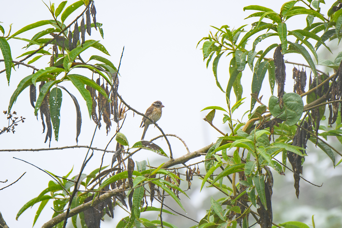Rose-breasted grosbeak, Los Cedros Reserve, Ecuador A winter migrant, rare in Ecuador. Ecuador,Ecuador 2021,Fall,Geotagged,Los Cedros Reserve,Pheucticus ludovicianus,Rose-breasted grosbeak,South America,World