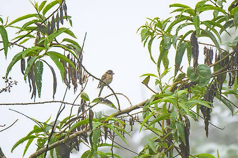 Rose-breasted grosbeak, Los Cedros Reserve, Ecuador A winter migrant, rare in Ecuador. Ecuador,Ecuador 2021,Fall,Geotagged,Los Cedros Reserve,Pheucticus ludovicianus,Rose-breasted grosbeak,South America,World