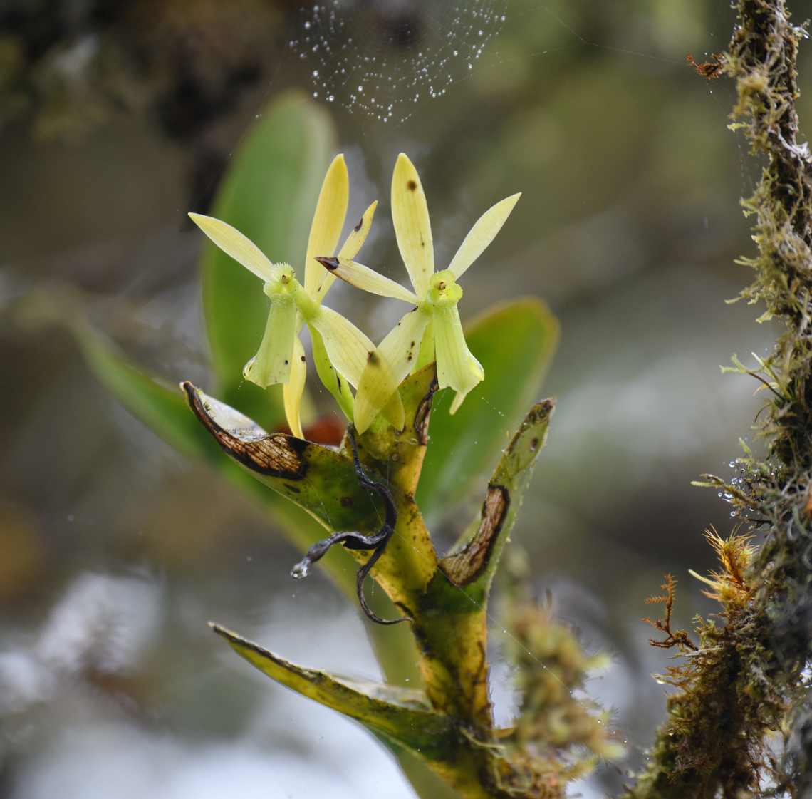 Epidendrum kerryae, Los Cedros Reserve, Ecuador  Ecuador,Ecuador 2021,Epidendrum kerryae,Fall,Geotagged,Los Cedros Reserve,South America,World