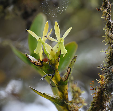 Epidendrum kerryae, Los Cedros Reserve, Ecuador  Ecuador,Ecuador 2021,Epidendrum kerryae,Fall,Geotagged,Los Cedros Reserve,South America,World