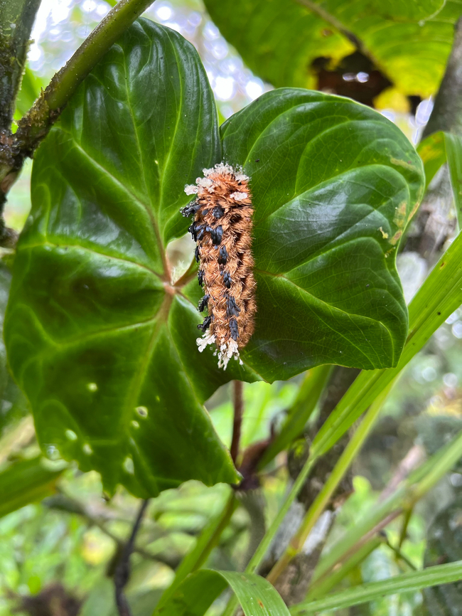 Hairy caterpillar (Prothysana sp.), Los Cedros Reserve, Ecuador  Ecuador,Ecuador 2021,Fall,Geotagged,Los Cedros Reserve,South America,World