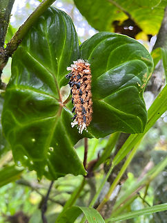 Hairy caterpillar (Prothysana sp.), Los Cedros Reserve, Ecuador  Ecuador,Ecuador 2021,Fall,Geotagged,Los Cedros Reserve,South America,World