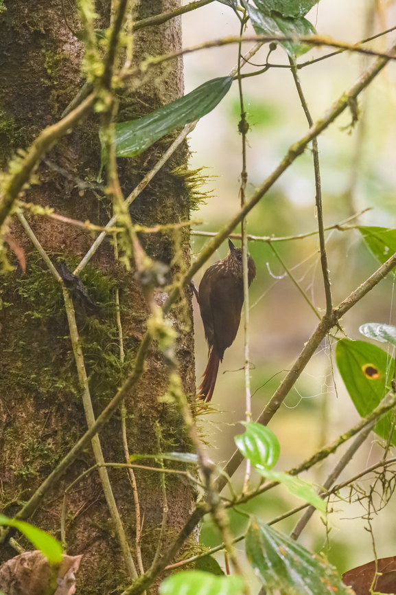Wedge-billed woodcreeper, Los Cedros Reserve, Ecuador  Ecuador,Ecuador 2021,Fall,Geotagged,Glyphorynchus spirurus,Los Cedros Reserve,South America,Wedge-billed woodcreeper,World
