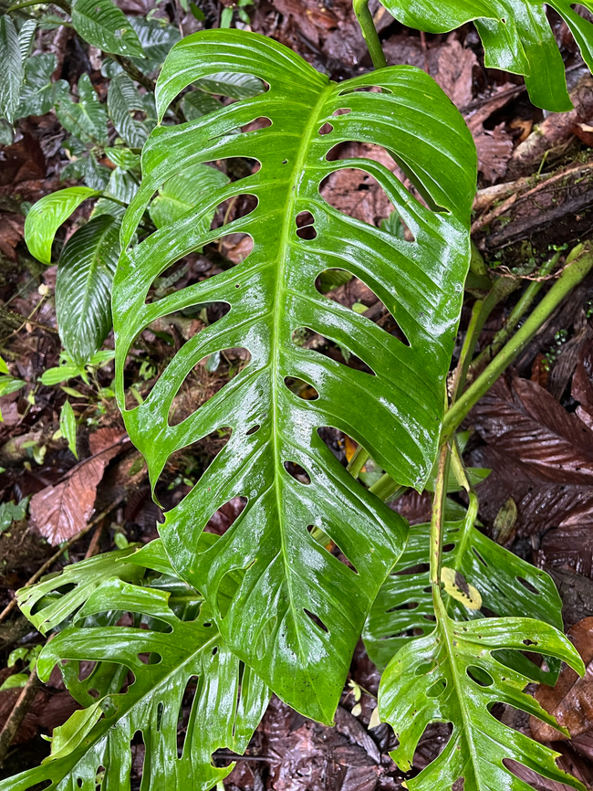 Swiss Cheese Plant - leaf, Los Cedros Reserve, Ecuador Very popular as a houseplant for its aesthetically pleasing holes in the leafs.<br />
<figure class="photo"><a href="https://www.jungledragon.com/image/133015/swiss_cheese_plant_los_cedros_reserve_ecuador.html" title="Swiss Cheese Plant, Los Cedros Reserve, Ecuador"><img src="https://s3.amazonaws.com/media.jungledragon.com/images/2/133015_thumb.jpg?AWSAccessKeyId=05GMT0V3GWVNE7GGM1R2&Expires=1769040010&Signature=8hyeOL%2F%2F2jUkkcBHTou7kVs3SjQ%3D" width="200" height="150" alt="Swiss Cheese Plant, Los Cedros Reserve, Ecuador Very popular as a houseplant for its aesthetically pleasing holes in the leafs.<br />
https://www.jungledragon.com/image/133014/swiss_cheese_plant_-_leaf_los_cedros_reserve_ecuador.html Ecuador,Ecuador 2021,Fall,Geotagged,Los Cedros Reserve,Monstera delicios,Monstera deliciosa,South America,World" /></a></figure> Ecuador,Ecuador 2021,Fall,Geotagged,Los Cedros Reserve,Monstera deliciosa,South America,Swiss Cheese Plant,World
