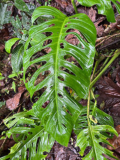 Swiss Cheese Plant - leaf, Los Cedros Reserve, Ecuador Very popular as a houseplant for its aesthetically pleasing holes in the leafs.
https://www.jungledragon.com/image/133015/swiss_cheese_plant_los_cedros_reserve_ecuador.html Ecuador,Ecuador 2021,Fall,Geotagged,Los Cedros Reserve,Monstera deliciosa,South America,Swiss Cheese Plant,World