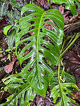 Swiss Cheese Plant - leaf, Los Cedros Reserve, Ecuador Very popular as a houseplant for its aesthetically pleasing holes in the leafs.<br />
https://www.jungledragon.com/image/133015/swiss_cheese_plant_los_cedros_reserve_ecuador.html Ecuador,Ecuador 2021,Fall,Geotagged,Los Cedros Reserve,Monstera deliciosa,South America,Swiss Cheese Plant,World