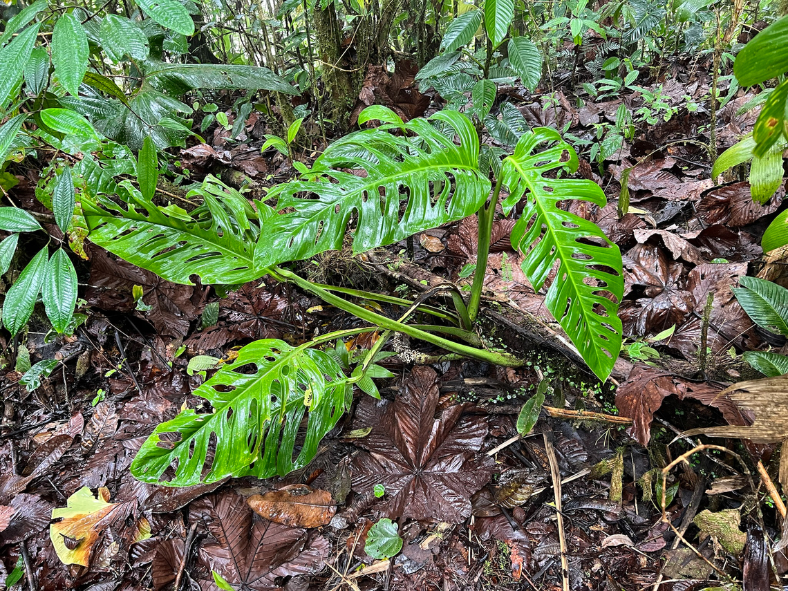 Swiss Cheese Plant, Los Cedros Reserve, Ecuador Very popular as a houseplant for its aesthetically pleasing holes in the leafs.<br />
<figure class="photo"><a href="https://www.jungledragon.com/image/133014/swiss_cheese_plant_-_leaf_los_cedros_reserve_ecuador.html" title="Swiss Cheese Plant - leaf, Los Cedros Reserve, Ecuador"><img src="https://s3.amazonaws.com/media.jungledragon.com/images/2/133014_thumb.jpg?AWSAccessKeyId=05GMT0V3GWVNE7GGM1R2&Expires=1769040010&Signature=yanNzT5jM88xUjSRWy87qTfGLi8%3D" width="114" height="152" alt="Swiss Cheese Plant - leaf, Los Cedros Reserve, Ecuador Very popular as a houseplant for its aesthetically pleasing holes in the leafs.<br />
https://www.jungledragon.com/image/133015/swiss_cheese_plant_los_cedros_reserve_ecuador.html Ecuador,Ecuador 2021,Fall,Geotagged,Los Cedros Reserve,Monstera deliciosa,South America,Swiss Cheese Plant,World" /></a></figure> Ecuador,Ecuador 2021,Fall,Geotagged,Los Cedros Reserve,Monstera delicios,Monstera deliciosa,South America,World