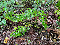 Swiss Cheese Plant, Los Cedros Reserve, Ecuador Very popular as a houseplant for its aesthetically pleasing holes in the leafs.<br />
https://www.jungledragon.com/image/133014/swiss_cheese_plant_-_leaf_los_cedros_reserve_ecuador.html Ecuador,Ecuador 2021,Fall,Geotagged,Los Cedros Reserve,Monstera delicios,Monstera deliciosa,South America,World