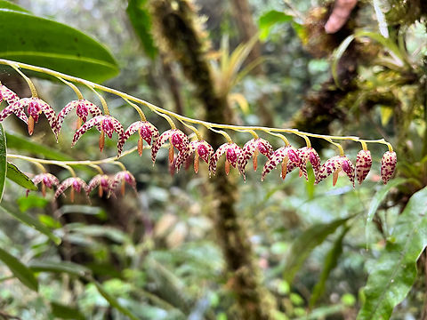 Stelis restrepioides blooming, Los Cedros Reserve, Ecuador  Ecuador,Ecuador 2021,Fall,Geotagged,Los Cedros Reserve,South America,Stelis restrepioides,World