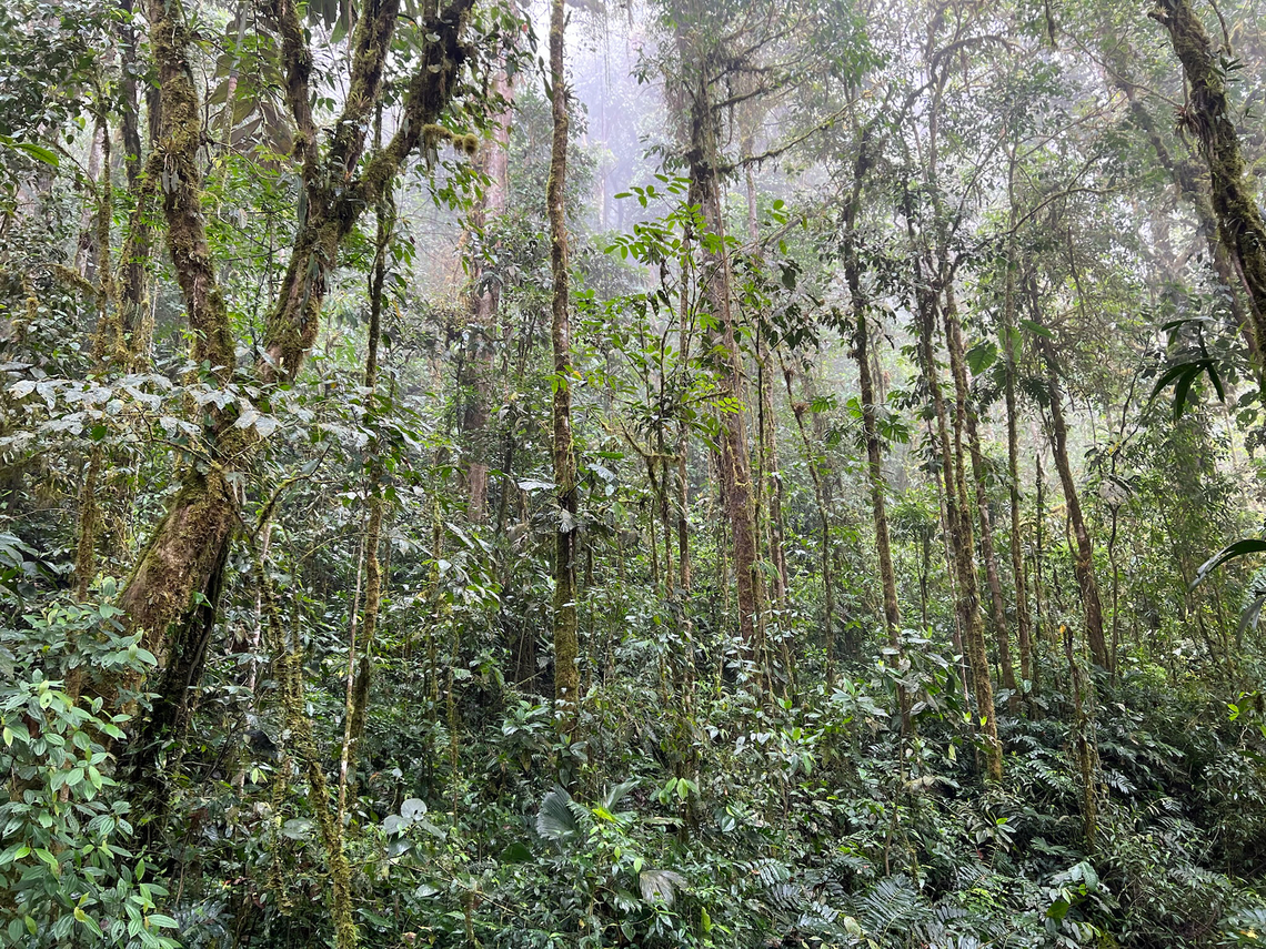 Habitat impression, Los Cedros Reserve, Ecuador Over 90% of Los Cedros Reserve is unspoiled primary cloud forest.<br />
<section class="video"><iframe width="448" height="282" src="https://www.youtube-nocookie.com/embed/akqJ7hU3kX4?hd=1&autoplay=0&rel=0" frameborder="0" allowfullscreen></iframe></section> Ecuador,Ecuador 2021,Fall,Geotagged,Los Cedros Reserve,South America,World