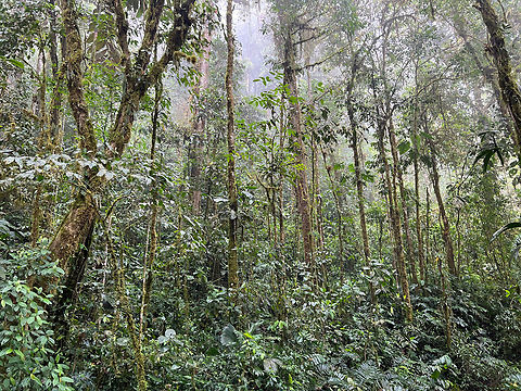 Habitat impression, Los Cedros Reserve, Ecuador Over 90% of Los Cedros Reserve is unspoiled primary cloud forest.
https://www.youtube.com/watch?v=akqJ7hU3kX4 Ecuador,Ecuador 2021,Fall,Geotagged,Los Cedros Reserve,South America,World