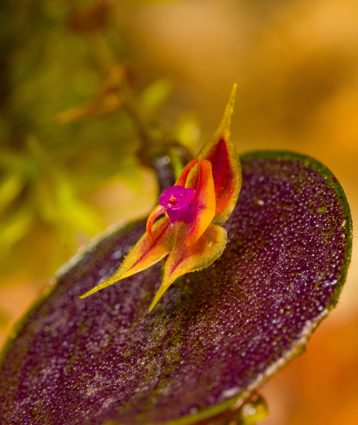 Lepanthes Espejo - flower view, Los Cedros Reserve, Ecuador One day earlier, we discovered a lepanthes species new to science. Details here:<br />
<figure class="photo"><a href="https://www.jungledragon.com/image/132911/lepanthes_espejo_los_cedros_reserve_ecuador.html" title="Lepanthes Espejo, Los Cedros Reserve, Ecuador"><img src="https://s3.amazonaws.com/media.jungledragon.com/images/2/132911_thumb.jpg?AWSAccessKeyId=05GMT0V3GWVNE7GGM1R2&Expires=1759968010&Signature=YnLTqtxZ6ukEdWZgXsT%2FSMbZVRE%3D" width="200" height="198" alt="Lepanthes Espejo, Los Cedros Reserve, Ecuador Our team discoverd this Lepanthes species that is new to science. We confirmed this with Luis Baquero, one of Ecuador&#039;s leading specialists in minature orchids.<br />
<br />
We took a sample, preserved it, and sent it to Luis. No updates yet on it being described. The idea for a name would be to name it after the judge that ruled in favor of Los Cedros in a legal dispute regarding mining rights in this pristine habitat.<br />
<br />
As none of that is formalized yet, I&#039;m giving it a temporary working name Lepanthes &quot;Espejo&quot;, in honour of our guide and friend Manuel Espejo. I&#039;ll update the species record once we get a formal name.<br />
https://www.jungledragon.com/image/132910/lepanthes_espejo_-_frontal_los_cedros_reserve_ecuador.html<br />
https://www.jungledragon.com/image/132909/lepanthes_espejo_-_side_view_los_cedros_reserve_ecuador.html Ecuador,Ecuador 2021,Fall,Geotagged,Lepanthes Espejo,Los Cedros Reserve,South America,World" /></a></figure><br />
These are some additional shots, at about 2:1 magnification.<br />
<br />
<figure class="photo"><a href="https://www.jungledragon.com/image/133022/lepanthes_espejo_-_flower_view_los_cedros_reserve_ecuador.html" title="Lepanthes Espejo - flower view, Los Cedros Reserve, Ecuador"><img src="https://s3.amazonaws.com/media.jungledragon.com/images/2/133022_thumb.jpg?AWSAccessKeyId=05GMT0V3GWVNE7GGM1R2&Expires=1759968010&Signature=m1oupB5cAWtVm0ru71jOpYKT5wc%3D" width="130" height="152" alt="Lepanthes Espejo - flower view, Los Cedros Reserve, Ecuador One day earlier, we discovered a lepanthes species new to science. Details here:<br />
https://www.jungledragon.com/image/132911/lepanthes_espejo_los_cedros_reserve_ecuador.html<br />
These are some additional shots, at about 2:1 magnification.<br />
<br />
https://www.jungledragon.com/image/133022/lepanthes_espejo_-_flower_view_los_cedros_reserve_ecuador.html<br />
https://www.jungledragon.com/image/133025/lepanthes_espejo_-_flower_diagonal_view_los_cedros_reserve_ecuador.html<br />
https://www.jungledragon.com/image/133026/lepanthes_espejo_-_flower_side_view_los_cedros_reserve_ecuador.html<br />
https://www.jungledragon.com/image/133028/lepanthes_espejo_-_flower_frontal_los_cedros_reserve_ecuador.html<br />
https://www.jungledragon.com/image/133027/lepanthes_espejo_-_flower_core_los_cedros_reserve_ecuador.html Ecuador,Ecuador 2021,Fall,Geotagged,Lepanthes Espejo,Los Cedros Reserve,South America,World" /></a></figure><br />
<figure class="photo"><a href="https://www.jungledragon.com/image/133025/lepanthes_espejo_-_flower_diagonal_view_los_cedros_reserve_ecuador.html" title="Lepanthes Espejo - flower diagonal view, Los Cedros Reserve, Ecuador"><img src="https://s3.amazonaws.com/media.jungledragon.com/images/2/133025_thumb.jpg?AWSAccessKeyId=05GMT0V3GWVNE7GGM1R2&Expires=1759968010&Signature=lIOi0xT5divr%2F4zrBBtiIBe%2FT5k%3D" width="200" height="158" alt="Lepanthes Espejo - flower diagonal view, Los Cedros Reserve, Ecuador One day earlier, we discovered a lepanthes species new to science. Details here:<br />
https://www.jungledragon.com/image/132911/lepanthes_espejo_los_cedros_reserve_ecuador.html<br />
These are some additional shots, at about 2:1 magnification.<br />
<br />
https://www.jungledragon.com/image/133022/lepanthes_espejo_-_flower_view_los_cedros_reserve_ecuador.html<br />
https://www.jungledragon.com/image/133025/lepanthes_espejo_-_flower_diagonal_view_los_cedros_reserve_ecuador.html<br />
https://www.jungledragon.com/image/133026/lepanthes_espejo_-_flower_side_view_los_cedros_reserve_ecuador.html<br />
https://www.jungledragon.com/image/133028/lepanthes_espejo_-_flower_frontal_los_cedros_reserve_ecuador.html<br />
https://www.jungledragon.com/image/133027/lepanthes_espejo_-_flower_core_los_cedros_reserve_ecuador.html Ecuador,Ecuador 2021,Fall,Geotagged,Lepanthes Espejo,Los Cedros Reserve,South America,World" /></a></figure><br />
<figure class="photo"><a href="https://www.jungledragon.com/image/133026/lepanthes_espejo_-_flower_side_view_los_cedros_reserve_ecuador.html" title="Lepanthes Espejo - flower side view, Los Cedros Reserve, Ecuador"><img src="https://s3.amazonaws.com/media.jungledragon.com/images/2/133026_thumb.jpg?AWSAccessKeyId=05GMT0V3GWVNE7GGM1R2&Expires=1759968010&Signature=q86MZbhAV4ifnhb1hoBvTzu%2Fw%2FI%3D" width="200" height="186" alt="Lepanthes Espejo - flower side view, Los Cedros Reserve, Ecuador One day earlier, we discovered a lepanthes species new to science. Details here:<br />
https://www.jungledragon.com/image/132911/lepanthes_espejo_los_cedros_reserve_ecuador.html<br />
These are some additional shots, at about 2:1 magnification.<br />
<br />
https://www.jungledragon.com/image/133022/lepanthes_espejo_-_flower_view_los_cedros_reserve_ecuador.html<br />
https://www.jungledragon.com/image/133025/lepanthes_espejo_-_flower_diagonal_view_los_cedros_reserve_ecuador.html<br />
https://www.jungledragon.com/image/133026/lepanthes_espejo_-_flower_side_view_los_cedros_reserve_ecuador.html<br />
https://www.jungledragon.com/image/133028/lepanthes_espejo_-_flower_frontal_los_cedros_reserve_ecuador.html<br />
https://www.jungledragon.com/image/133027/lepanthes_espejo_-_flower_core_los_cedros_reserve_ecuador.html Ecuador,Ecuador 2021,Fall,Geotagged,Lepanthes Espejo,Los Cedros Reserve,South America,World" /></a></figure><br />
<figure class="photo"><a href="https://www.jungledragon.com/image/133028/lepanthes_espejo_-_flower_frontal_los_cedros_reserve_ecuador.html" title="Lepanthes Espejo - flower frontal, Los Cedros Reserve, Ecuador"><img src="https://s3.amazonaws.com/media.jungledragon.com/images/2/133028_thumb.jpg?AWSAccessKeyId=05GMT0V3GWVNE7GGM1R2&Expires=1759968010&Signature=5JYTEO5m0gzRsyZLKWpPUNhC8Mg%3D" width="120" height="152" alt="Lepanthes Espejo - flower frontal, Los Cedros Reserve, Ecuador One day earlier, we discovered a lepanthes species new to science. Details here:<br />
https://www.jungledragon.com/image/132911/lepanthes_espejo_los_cedros_reserve_ecuador.html<br />
These are some additional shots, at about 2:1 magnification.<br />
<br />
https://www.jungledragon.com/image/133022/lepanthes_espejo_-_flower_view_los_cedros_reserve_ecuador.html<br />
https://www.jungledragon.com/image/133025/lepanthes_espejo_-_flower_diagonal_view_los_cedros_reserve_ecuador.html<br />
https://www.jungledragon.com/image/133026/lepanthes_espejo_-_flower_side_view_los_cedros_reserve_ecuador.html<br />
https://www.jungledragon.com/image/133028/lepanthes_espejo_-_flower_frontal_los_cedros_reserve_ecuador.html<br />
https://www.jungledragon.com/image/133027/lepanthes_espejo_-_flower_core_los_cedros_reserve_ecuador.html Ecuador,Ecuador 2021,Fall,Geotagged,Lepanthes Espejo,Los Cedros Reserve,South America,World" /></a></figure><br />
<figure class="photo"><a href="https://www.jungledragon.com/image/133027/lepanthes_espejo_-_flower_core_los_cedros_reserve_ecuador.html" title="Lepanthes espejo - flower core, Los Cedros Reserve, Ecuador"><img src="https://s3.amazonaws.com/media.jungledragon.com/images/2/133027_thumb.jpg?AWSAccessKeyId=05GMT0V3GWVNE7GGM1R2&Expires=1759968010&Signature=cQhGIXNjcz652npzb56tgISBTGQ%3D" width="200" height="180" alt="Lepanthes espejo - flower core, Los Cedros Reserve, Ecuador One day earlier, we discovered a lepanthes species new to science. Details here:<br />
https://www.jungledragon.com/image/132911/lepanthes_espejo_los_cedros_reserve_ecuador.html<br />
These are some additional shots, at about 2:1 magnification.<br />
<br />
https://www.jungledragon.com/image/133022/lepanthes_espejo_-_flower_view_los_cedros_reserve_ecuador.html<br />
https://www.jungledragon.com/image/133025/lepanthes_espejo_-_flower_diagonal_view_los_cedros_reserve_ecuador.html<br />
https://www.jungledragon.com/image/133026/lepanthes_espejo_-_flower_side_view_los_cedros_reserve_ecuador.html<br />
https://www.jungledragon.com/image/133028/lepanthes_espejo_-_flower_frontal_los_cedros_reserve_ecuador.html<br />
https://www.jungledragon.com/image/133027/lepanthes_espejo_-_flower_core_los_cedros_reserve_ecuador.html Ecuador,Ecuador 2021,Fall,Geotagged,Lepanthes Espejo,Los Cedros Reserve,South America,World" /></a></figure> Ecuador,Ecuador 2021,Fall,Geotagged,Lepanthes Espejo,Los Cedros Reserve,South America,World