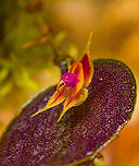 Lepanthes Espejo - flower view, Los Cedros Reserve, Ecuador One day earlier, we discovered a lepanthes species new to science. Details here:<br />
https://www.jungledragon.com/image/132911/lepanthes_espejo_los_cedros_reserve_ecuador.html<br />
These are some additional shots, at about 2:1 magnification.<br />
<br />
https://www.jungledragon.com/image/133022/lepanthes_espejo_-_flower_view_los_cedros_reserve_ecuador.html<br />
https://www.jungledragon.com/image/133025/lepanthes_espejo_-_flower_diagonal_view_los_cedros_reserve_ecuador.html<br />
https://www.jungledragon.com/image/133026/lepanthes_espejo_-_flower_side_view_los_cedros_reserve_ecuador.html<br />
https://www.jungledragon.com/image/133028/lepanthes_espejo_-_flower_frontal_los_cedros_reserve_ecuador.html<br />
https://www.jungledragon.com/image/133027/lepanthes_espejo_-_flower_core_los_cedros_reserve_ecuador.html Ecuador,Ecuador 2021,Fall,Geotagged,Lepanthes Espejo,Los Cedros Reserve,South America,World