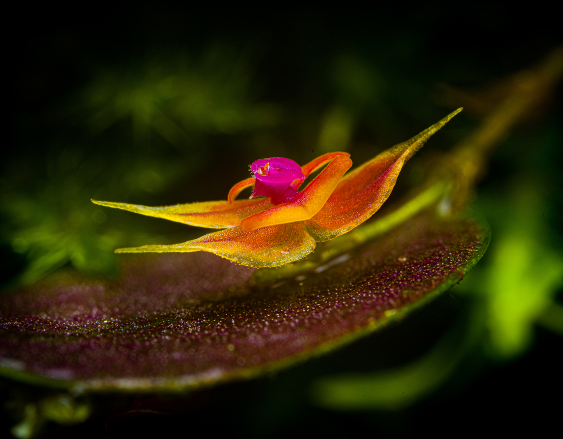 Lepanthes Espejo - flower diagonal view, Los Cedros Reserve, Ecuador One day earlier, we discovered a lepanthes species new to science. Details here:<br />
<figure class="photo"><a href="https://www.jungledragon.com/image/132911/lepanthes_espejo_los_cedros_reserve_ecuador.html" title="Lepanthes Espejo, Los Cedros Reserve, Ecuador"><img src="https://s3.amazonaws.com/media.jungledragon.com/images/2/132911_thumb.jpg?AWSAccessKeyId=05GMT0V3GWVNE7GGM1R2&Expires=1759968010&Signature=YnLTqtxZ6ukEdWZgXsT%2FSMbZVRE%3D" width="200" height="198" alt="Lepanthes Espejo, Los Cedros Reserve, Ecuador Our team discoverd this Lepanthes species that is new to science. We confirmed this with Luis Baquero, one of Ecuador&#039;s leading specialists in minature orchids.<br />
<br />
We took a sample, preserved it, and sent it to Luis. No updates yet on it being described. The idea for a name would be to name it after the judge that ruled in favor of Los Cedros in a legal dispute regarding mining rights in this pristine habitat.<br />
<br />
As none of that is formalized yet, I&#039;m giving it a temporary working name Lepanthes &quot;Espejo&quot;, in honour of our guide and friend Manuel Espejo. I&#039;ll update the species record once we get a formal name.<br />
https://www.jungledragon.com/image/132910/lepanthes_espejo_-_frontal_los_cedros_reserve_ecuador.html<br />
https://www.jungledragon.com/image/132909/lepanthes_espejo_-_side_view_los_cedros_reserve_ecuador.html Ecuador,Ecuador 2021,Fall,Geotagged,Lepanthes Espejo,Los Cedros Reserve,South America,World" /></a></figure><br />
These are some additional shots, at about 2:1 magnification.<br />
<br />
<figure class="photo"><a href="https://www.jungledragon.com/image/133022/lepanthes_espejo_-_flower_view_los_cedros_reserve_ecuador.html" title="Lepanthes Espejo - flower view, Los Cedros Reserve, Ecuador"><img src="https://s3.amazonaws.com/media.jungledragon.com/images/2/133022_thumb.jpg?AWSAccessKeyId=05GMT0V3GWVNE7GGM1R2&Expires=1759968010&Signature=m1oupB5cAWtVm0ru71jOpYKT5wc%3D" width="130" height="152" alt="Lepanthes Espejo - flower view, Los Cedros Reserve, Ecuador One day earlier, we discovered a lepanthes species new to science. Details here:<br />
https://www.jungledragon.com/image/132911/lepanthes_espejo_los_cedros_reserve_ecuador.html<br />
These are some additional shots, at about 2:1 magnification.<br />
<br />
https://www.jungledragon.com/image/133022/lepanthes_espejo_-_flower_view_los_cedros_reserve_ecuador.html<br />
https://www.jungledragon.com/image/133025/lepanthes_espejo_-_flower_diagonal_view_los_cedros_reserve_ecuador.html<br />
https://www.jungledragon.com/image/133026/lepanthes_espejo_-_flower_side_view_los_cedros_reserve_ecuador.html<br />
https://www.jungledragon.com/image/133028/lepanthes_espejo_-_flower_frontal_los_cedros_reserve_ecuador.html<br />
https://www.jungledragon.com/image/133027/lepanthes_espejo_-_flower_core_los_cedros_reserve_ecuador.html Ecuador,Ecuador 2021,Fall,Geotagged,Lepanthes Espejo,Los Cedros Reserve,South America,World" /></a></figure><br />
<figure class="photo"><a href="https://www.jungledragon.com/image/133025/lepanthes_espejo_-_flower_diagonal_view_los_cedros_reserve_ecuador.html" title="Lepanthes Espejo - flower diagonal view, Los Cedros Reserve, Ecuador"><img src="https://s3.amazonaws.com/media.jungledragon.com/images/2/133025_thumb.jpg?AWSAccessKeyId=05GMT0V3GWVNE7GGM1R2&Expires=1759968010&Signature=lIOi0xT5divr%2F4zrBBtiIBe%2FT5k%3D" width="200" height="158" alt="Lepanthes Espejo - flower diagonal view, Los Cedros Reserve, Ecuador One day earlier, we discovered a lepanthes species new to science. Details here:<br />
https://www.jungledragon.com/image/132911/lepanthes_espejo_los_cedros_reserve_ecuador.html<br />
These are some additional shots, at about 2:1 magnification.<br />
<br />
https://www.jungledragon.com/image/133022/lepanthes_espejo_-_flower_view_los_cedros_reserve_ecuador.html<br />
https://www.jungledragon.com/image/133025/lepanthes_espejo_-_flower_diagonal_view_los_cedros_reserve_ecuador.html<br />
https://www.jungledragon.com/image/133026/lepanthes_espejo_-_flower_side_view_los_cedros_reserve_ecuador.html<br />
https://www.jungledragon.com/image/133028/lepanthes_espejo_-_flower_frontal_los_cedros_reserve_ecuador.html<br />
https://www.jungledragon.com/image/133027/lepanthes_espejo_-_flower_core_los_cedros_reserve_ecuador.html Ecuador,Ecuador 2021,Fall,Geotagged,Lepanthes Espejo,Los Cedros Reserve,South America,World" /></a></figure><br />
<figure class="photo"><a href="https://www.jungledragon.com/image/133026/lepanthes_espejo_-_flower_side_view_los_cedros_reserve_ecuador.html" title="Lepanthes Espejo - flower side view, Los Cedros Reserve, Ecuador"><img src="https://s3.amazonaws.com/media.jungledragon.com/images/2/133026_thumb.jpg?AWSAccessKeyId=05GMT0V3GWVNE7GGM1R2&Expires=1759968010&Signature=q86MZbhAV4ifnhb1hoBvTzu%2Fw%2FI%3D" width="200" height="186" alt="Lepanthes Espejo - flower side view, Los Cedros Reserve, Ecuador One day earlier, we discovered a lepanthes species new to science. Details here:<br />
https://www.jungledragon.com/image/132911/lepanthes_espejo_los_cedros_reserve_ecuador.html<br />
These are some additional shots, at about 2:1 magnification.<br />
<br />
https://www.jungledragon.com/image/133022/lepanthes_espejo_-_flower_view_los_cedros_reserve_ecuador.html<br />
https://www.jungledragon.com/image/133025/lepanthes_espejo_-_flower_diagonal_view_los_cedros_reserve_ecuador.html<br />
https://www.jungledragon.com/image/133026/lepanthes_espejo_-_flower_side_view_los_cedros_reserve_ecuador.html<br />
https://www.jungledragon.com/image/133028/lepanthes_espejo_-_flower_frontal_los_cedros_reserve_ecuador.html<br />
https://www.jungledragon.com/image/133027/lepanthes_espejo_-_flower_core_los_cedros_reserve_ecuador.html Ecuador,Ecuador 2021,Fall,Geotagged,Lepanthes Espejo,Los Cedros Reserve,South America,World" /></a></figure><br />
<figure class="photo"><a href="https://www.jungledragon.com/image/133028/lepanthes_espejo_-_flower_frontal_los_cedros_reserve_ecuador.html" title="Lepanthes Espejo - flower frontal, Los Cedros Reserve, Ecuador"><img src="https://s3.amazonaws.com/media.jungledragon.com/images/2/133028_thumb.jpg?AWSAccessKeyId=05GMT0V3GWVNE7GGM1R2&Expires=1759968010&Signature=5JYTEO5m0gzRsyZLKWpPUNhC8Mg%3D" width="120" height="152" alt="Lepanthes Espejo - flower frontal, Los Cedros Reserve, Ecuador One day earlier, we discovered a lepanthes species new to science. Details here:<br />
https://www.jungledragon.com/image/132911/lepanthes_espejo_los_cedros_reserve_ecuador.html<br />
These are some additional shots, at about 2:1 magnification.<br />
<br />
https://www.jungledragon.com/image/133022/lepanthes_espejo_-_flower_view_los_cedros_reserve_ecuador.html<br />
https://www.jungledragon.com/image/133025/lepanthes_espejo_-_flower_diagonal_view_los_cedros_reserve_ecuador.html<br />
https://www.jungledragon.com/image/133026/lepanthes_espejo_-_flower_side_view_los_cedros_reserve_ecuador.html<br />
https://www.jungledragon.com/image/133028/lepanthes_espejo_-_flower_frontal_los_cedros_reserve_ecuador.html<br />
https://www.jungledragon.com/image/133027/lepanthes_espejo_-_flower_core_los_cedros_reserve_ecuador.html Ecuador,Ecuador 2021,Fall,Geotagged,Lepanthes Espejo,Los Cedros Reserve,South America,World" /></a></figure><br />
<figure class="photo"><a href="https://www.jungledragon.com/image/133027/lepanthes_espejo_-_flower_core_los_cedros_reserve_ecuador.html" title="Lepanthes espejo - flower core, Los Cedros Reserve, Ecuador"><img src="https://s3.amazonaws.com/media.jungledragon.com/images/2/133027_thumb.jpg?AWSAccessKeyId=05GMT0V3GWVNE7GGM1R2&Expires=1759968010&Signature=cQhGIXNjcz652npzb56tgISBTGQ%3D" width="200" height="180" alt="Lepanthes espejo - flower core, Los Cedros Reserve, Ecuador One day earlier, we discovered a lepanthes species new to science. Details here:<br />
https://www.jungledragon.com/image/132911/lepanthes_espejo_los_cedros_reserve_ecuador.html<br />
These are some additional shots, at about 2:1 magnification.<br />
<br />
https://www.jungledragon.com/image/133022/lepanthes_espejo_-_flower_view_los_cedros_reserve_ecuador.html<br />
https://www.jungledragon.com/image/133025/lepanthes_espejo_-_flower_diagonal_view_los_cedros_reserve_ecuador.html<br />
https://www.jungledragon.com/image/133026/lepanthes_espejo_-_flower_side_view_los_cedros_reserve_ecuador.html<br />
https://www.jungledragon.com/image/133028/lepanthes_espejo_-_flower_frontal_los_cedros_reserve_ecuador.html<br />
https://www.jungledragon.com/image/133027/lepanthes_espejo_-_flower_core_los_cedros_reserve_ecuador.html Ecuador,Ecuador 2021,Fall,Geotagged,Lepanthes Espejo,Los Cedros Reserve,South America,World" /></a></figure> Ecuador,Ecuador 2021,Fall,Geotagged,Lepanthes Espejo,Los Cedros Reserve,South America,World
