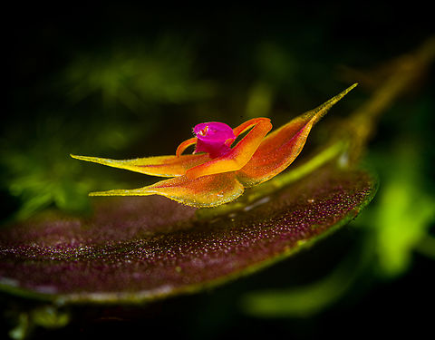Lepanthes Espejo - flower diagonal view, Los Cedros Reserve, Ecuador One day earlier, we discovered a lepanthes species new to science. Details here:
https://www.jungledragon.com/image/132911/lepanthes_espejo_los_cedros_reserve_ecuador.html
These are some additional shots, at about 2:1 magnification.

https://www.jungledragon.com/image/133022/lepanthes_espejo_-_flower_view_los_cedros_reserve_ecuador.html
https://www.jungledragon.com/image/133025/lepanthes_espejo_-_flower_diagonal_view_los_cedros_reserve_ecuador.html
https://www.jungledragon.com/image/133026/lepanthes_espejo_-_flower_side_view_los_cedros_reserve_ecuador.html
https://www.jungledragon.com/image/133028/lepanthes_espejo_-_flower_frontal_los_cedros_reserve_ecuador.html
https://www.jungledragon.com/image/133027/lepanthes_espejo_-_flower_core_los_cedros_reserve_ecuador.html Ecuador,Ecuador 2021,Fall,Geotagged,Lepanthes Espejo,Los Cedros Reserve,South America,World