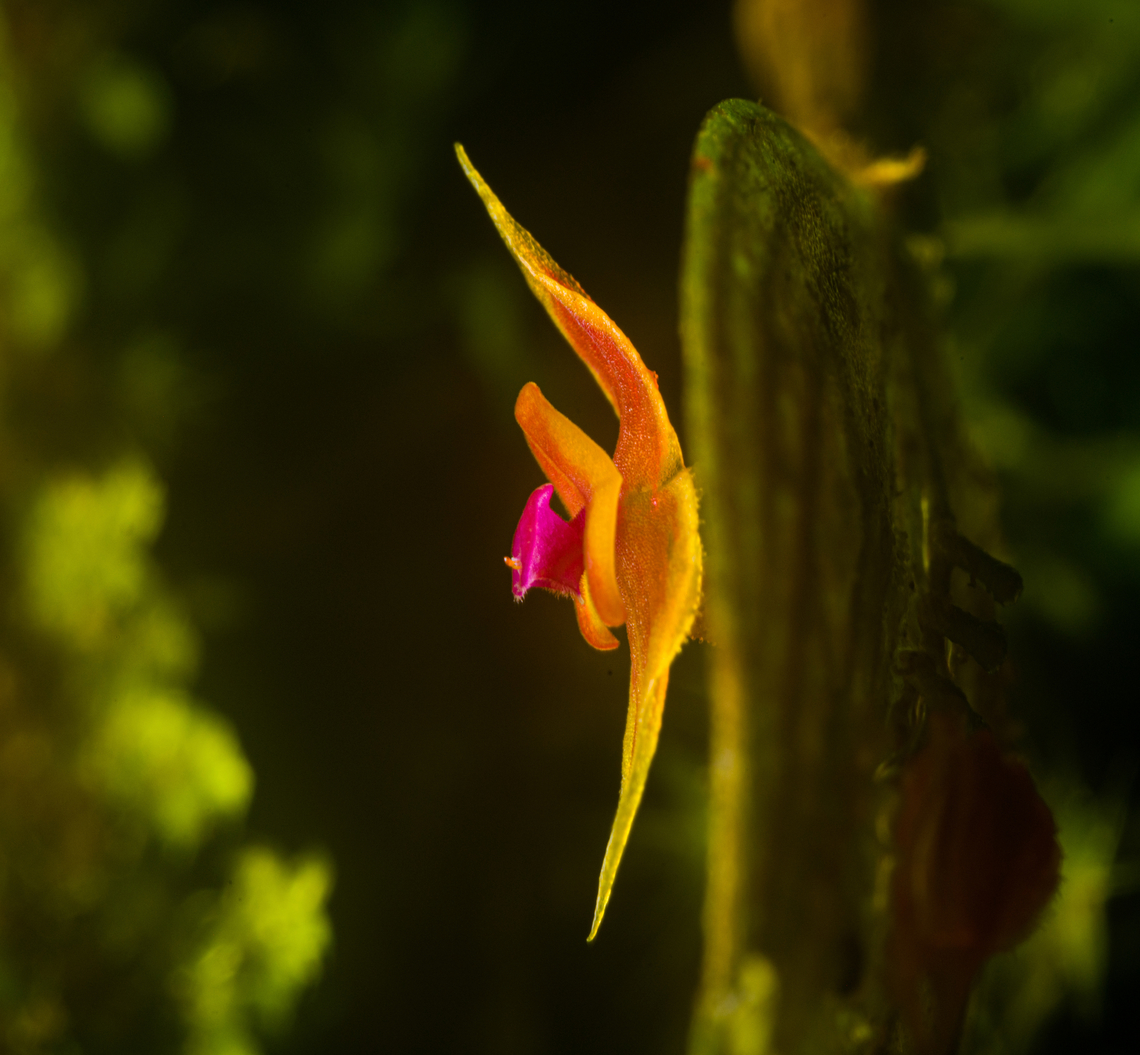 Lepanthes Espejo - flower side view, Los Cedros Reserve, Ecuador One day earlier, we discovered a lepanthes species new to science. Details here:<br />
<figure class="photo"><a href="https://www.jungledragon.com/image/132911/lepanthes_espejo_los_cedros_reserve_ecuador.html" title="Lepanthes Espejo, Los Cedros Reserve, Ecuador"><img src="https://s3.amazonaws.com/media.jungledragon.com/images/2/132911_thumb.jpg?AWSAccessKeyId=05GMT0V3GWVNE7GGM1R2&Expires=1759968010&Signature=YnLTqtxZ6ukEdWZgXsT%2FSMbZVRE%3D" width="200" height="198" alt="Lepanthes Espejo, Los Cedros Reserve, Ecuador Our team discoverd this Lepanthes species that is new to science. We confirmed this with Luis Baquero, one of Ecuador&#039;s leading specialists in minature orchids.<br />
<br />
We took a sample, preserved it, and sent it to Luis. No updates yet on it being described. The idea for a name would be to name it after the judge that ruled in favor of Los Cedros in a legal dispute regarding mining rights in this pristine habitat.<br />
<br />
As none of that is formalized yet, I&#039;m giving it a temporary working name Lepanthes &quot;Espejo&quot;, in honour of our guide and friend Manuel Espejo. I&#039;ll update the species record once we get a formal name.<br />
https://www.jungledragon.com/image/132910/lepanthes_espejo_-_frontal_los_cedros_reserve_ecuador.html<br />
https://www.jungledragon.com/image/132909/lepanthes_espejo_-_side_view_los_cedros_reserve_ecuador.html Ecuador,Ecuador 2021,Fall,Geotagged,Lepanthes Espejo,Los Cedros Reserve,South America,World" /></a></figure><br />
These are some additional shots, at about 2:1 magnification.<br />
<br />
<figure class="photo"><a href="https://www.jungledragon.com/image/133022/lepanthes_espejo_-_flower_view_los_cedros_reserve_ecuador.html" title="Lepanthes Espejo - flower view, Los Cedros Reserve, Ecuador"><img src="https://s3.amazonaws.com/media.jungledragon.com/images/2/133022_thumb.jpg?AWSAccessKeyId=05GMT0V3GWVNE7GGM1R2&Expires=1759968010&Signature=m1oupB5cAWtVm0ru71jOpYKT5wc%3D" width="130" height="152" alt="Lepanthes Espejo - flower view, Los Cedros Reserve, Ecuador One day earlier, we discovered a lepanthes species new to science. Details here:<br />
https://www.jungledragon.com/image/132911/lepanthes_espejo_los_cedros_reserve_ecuador.html<br />
These are some additional shots, at about 2:1 magnification.<br />
<br />
https://www.jungledragon.com/image/133022/lepanthes_espejo_-_flower_view_los_cedros_reserve_ecuador.html<br />
https://www.jungledragon.com/image/133025/lepanthes_espejo_-_flower_diagonal_view_los_cedros_reserve_ecuador.html<br />
https://www.jungledragon.com/image/133026/lepanthes_espejo_-_flower_side_view_los_cedros_reserve_ecuador.html<br />
https://www.jungledragon.com/image/133028/lepanthes_espejo_-_flower_frontal_los_cedros_reserve_ecuador.html<br />
https://www.jungledragon.com/image/133027/lepanthes_espejo_-_flower_core_los_cedros_reserve_ecuador.html Ecuador,Ecuador 2021,Fall,Geotagged,Lepanthes Espejo,Los Cedros Reserve,South America,World" /></a></figure><br />
<figure class="photo"><a href="https://www.jungledragon.com/image/133025/lepanthes_espejo_-_flower_diagonal_view_los_cedros_reserve_ecuador.html" title="Lepanthes Espejo - flower diagonal view, Los Cedros Reserve, Ecuador"><img src="https://s3.amazonaws.com/media.jungledragon.com/images/2/133025_thumb.jpg?AWSAccessKeyId=05GMT0V3GWVNE7GGM1R2&Expires=1759968010&Signature=lIOi0xT5divr%2F4zrBBtiIBe%2FT5k%3D" width="200" height="158" alt="Lepanthes Espejo - flower diagonal view, Los Cedros Reserve, Ecuador One day earlier, we discovered a lepanthes species new to science. Details here:<br />
https://www.jungledragon.com/image/132911/lepanthes_espejo_los_cedros_reserve_ecuador.html<br />
These are some additional shots, at about 2:1 magnification.<br />
<br />
https://www.jungledragon.com/image/133022/lepanthes_espejo_-_flower_view_los_cedros_reserve_ecuador.html<br />
https://www.jungledragon.com/image/133025/lepanthes_espejo_-_flower_diagonal_view_los_cedros_reserve_ecuador.html<br />
https://www.jungledragon.com/image/133026/lepanthes_espejo_-_flower_side_view_los_cedros_reserve_ecuador.html<br />
https://www.jungledragon.com/image/133028/lepanthes_espejo_-_flower_frontal_los_cedros_reserve_ecuador.html<br />
https://www.jungledragon.com/image/133027/lepanthes_espejo_-_flower_core_los_cedros_reserve_ecuador.html Ecuador,Ecuador 2021,Fall,Geotagged,Lepanthes Espejo,Los Cedros Reserve,South America,World" /></a></figure><br />
<figure class="photo"><a href="https://www.jungledragon.com/image/133026/lepanthes_espejo_-_flower_side_view_los_cedros_reserve_ecuador.html" title="Lepanthes Espejo - flower side view, Los Cedros Reserve, Ecuador"><img src="https://s3.amazonaws.com/media.jungledragon.com/images/2/133026_thumb.jpg?AWSAccessKeyId=05GMT0V3GWVNE7GGM1R2&Expires=1759968010&Signature=q86MZbhAV4ifnhb1hoBvTzu%2Fw%2FI%3D" width="200" height="186" alt="Lepanthes Espejo - flower side view, Los Cedros Reserve, Ecuador One day earlier, we discovered a lepanthes species new to science. Details here:<br />
https://www.jungledragon.com/image/132911/lepanthes_espejo_los_cedros_reserve_ecuador.html<br />
These are some additional shots, at about 2:1 magnification.<br />
<br />
https://www.jungledragon.com/image/133022/lepanthes_espejo_-_flower_view_los_cedros_reserve_ecuador.html<br />
https://www.jungledragon.com/image/133025/lepanthes_espejo_-_flower_diagonal_view_los_cedros_reserve_ecuador.html<br />
https://www.jungledragon.com/image/133026/lepanthes_espejo_-_flower_side_view_los_cedros_reserve_ecuador.html<br />
https://www.jungledragon.com/image/133028/lepanthes_espejo_-_flower_frontal_los_cedros_reserve_ecuador.html<br />
https://www.jungledragon.com/image/133027/lepanthes_espejo_-_flower_core_los_cedros_reserve_ecuador.html Ecuador,Ecuador 2021,Fall,Geotagged,Lepanthes Espejo,Los Cedros Reserve,South America,World" /></a></figure><br />
<figure class="photo"><a href="https://www.jungledragon.com/image/133028/lepanthes_espejo_-_flower_frontal_los_cedros_reserve_ecuador.html" title="Lepanthes Espejo - flower frontal, Los Cedros Reserve, Ecuador"><img src="https://s3.amazonaws.com/media.jungledragon.com/images/2/133028_thumb.jpg?AWSAccessKeyId=05GMT0V3GWVNE7GGM1R2&Expires=1759968010&Signature=5JYTEO5m0gzRsyZLKWpPUNhC8Mg%3D" width="120" height="152" alt="Lepanthes Espejo - flower frontal, Los Cedros Reserve, Ecuador One day earlier, we discovered a lepanthes species new to science. Details here:<br />
https://www.jungledragon.com/image/132911/lepanthes_espejo_los_cedros_reserve_ecuador.html<br />
These are some additional shots, at about 2:1 magnification.<br />
<br />
https://www.jungledragon.com/image/133022/lepanthes_espejo_-_flower_view_los_cedros_reserve_ecuador.html<br />
https://www.jungledragon.com/image/133025/lepanthes_espejo_-_flower_diagonal_view_los_cedros_reserve_ecuador.html<br />
https://www.jungledragon.com/image/133026/lepanthes_espejo_-_flower_side_view_los_cedros_reserve_ecuador.html<br />
https://www.jungledragon.com/image/133028/lepanthes_espejo_-_flower_frontal_los_cedros_reserve_ecuador.html<br />
https://www.jungledragon.com/image/133027/lepanthes_espejo_-_flower_core_los_cedros_reserve_ecuador.html Ecuador,Ecuador 2021,Fall,Geotagged,Lepanthes Espejo,Los Cedros Reserve,South America,World" /></a></figure><br />
<figure class="photo"><a href="https://www.jungledragon.com/image/133027/lepanthes_espejo_-_flower_core_los_cedros_reserve_ecuador.html" title="Lepanthes espejo - flower core, Los Cedros Reserve, Ecuador"><img src="https://s3.amazonaws.com/media.jungledragon.com/images/2/133027_thumb.jpg?AWSAccessKeyId=05GMT0V3GWVNE7GGM1R2&Expires=1759968010&Signature=cQhGIXNjcz652npzb56tgISBTGQ%3D" width="200" height="180" alt="Lepanthes espejo - flower core, Los Cedros Reserve, Ecuador One day earlier, we discovered a lepanthes species new to science. Details here:<br />
https://www.jungledragon.com/image/132911/lepanthes_espejo_los_cedros_reserve_ecuador.html<br />
These are some additional shots, at about 2:1 magnification.<br />
<br />
https://www.jungledragon.com/image/133022/lepanthes_espejo_-_flower_view_los_cedros_reserve_ecuador.html<br />
https://www.jungledragon.com/image/133025/lepanthes_espejo_-_flower_diagonal_view_los_cedros_reserve_ecuador.html<br />
https://www.jungledragon.com/image/133026/lepanthes_espejo_-_flower_side_view_los_cedros_reserve_ecuador.html<br />
https://www.jungledragon.com/image/133028/lepanthes_espejo_-_flower_frontal_los_cedros_reserve_ecuador.html<br />
https://www.jungledragon.com/image/133027/lepanthes_espejo_-_flower_core_los_cedros_reserve_ecuador.html Ecuador,Ecuador 2021,Fall,Geotagged,Lepanthes Espejo,Los Cedros Reserve,South America,World" /></a></figure> Ecuador,Ecuador 2021,Fall,Geotagged,Lepanthes Espejo,Los Cedros Reserve,South America,World