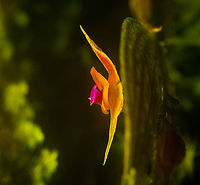 Lepanthes Espejo - flower side view, Los Cedros Reserve, Ecuador One day earlier, we discovered a lepanthes species new to science. Details here:<br />
https://www.jungledragon.com/image/132911/lepanthes_espejo_los_cedros_reserve_ecuador.html<br />
These are some additional shots, at about 2:1 magnification.<br />
<br />
https://www.jungledragon.com/image/133022/lepanthes_espejo_-_flower_view_los_cedros_reserve_ecuador.html<br />
https://www.jungledragon.com/image/133025/lepanthes_espejo_-_flower_diagonal_view_los_cedros_reserve_ecuador.html<br />
https://www.jungledragon.com/image/133026/lepanthes_espejo_-_flower_side_view_los_cedros_reserve_ecuador.html<br />
https://www.jungledragon.com/image/133028/lepanthes_espejo_-_flower_frontal_los_cedros_reserve_ecuador.html<br />
https://www.jungledragon.com/image/133027/lepanthes_espejo_-_flower_core_los_cedros_reserve_ecuador.html Ecuador,Ecuador 2021,Fall,Geotagged,Lepanthes Espejo,Los Cedros Reserve,South America,World