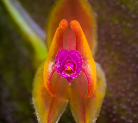 Lepanthes espejo - flower core, Los Cedros Reserve, Ecuador One day earlier, we discovered a lepanthes species new to science. Details here:
https://www.jungledragon.com/image/132911/lepanthes_espejo_los_cedros_reserve_ecuador.html
These are some additional shots, at about 2:1 magnification.

https://www.jungledragon.com/image/133022/lepanthes_espejo_-_flower_view_los_cedros_reserve_ecuador.html
https://www.jungledragon.com/image/133025/lepanthes_espejo_-_flower_diagonal_view_los_cedros_reserve_ecuador.html
https://www.jungledragon.com/image/133026/lepanthes_espejo_-_flower_side_view_los_cedros_reserve_ecuador.html
https://www.jungledragon.com/image/133028/lepanthes_espejo_-_flower_frontal_los_cedros_reserve_ecuador.html
https://www.jungledragon.com/image/133027/lepanthes_espejo_-_flower_core_los_cedros_reserve_ecuador.html Ecuador,Ecuador 2021,Fall,Geotagged,Lepanthes Espejo,Los Cedros Reserve,South America,World