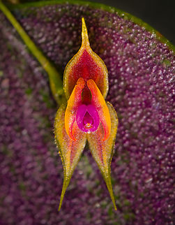 Lepanthes Espejo - flower frontal, Los Cedros Reserve, Ecuador One day earlier, we discovered a lepanthes species new to science. Details here:
https://www.jungledragon.com/image/132911/lepanthes_espejo_los_cedros_reserve_ecuador.html
These are some additional shots, at about 2:1 magnification.

https://www.jungledragon.com/image/133022/lepanthes_espejo_-_flower_view_los_cedros_reserve_ecuador.html
https://www.jungledragon.com/image/133025/lepanthes_espejo_-_flower_diagonal_view_los_cedros_reserve_ecuador.html
https://www.jungledragon.com/image/133026/lepanthes_espejo_-_flower_side_view_los_cedros_reserve_ecuador.html
https://www.jungledragon.com/image/133028/lepanthes_espejo_-_flower_frontal_los_cedros_reserve_ecuador.html
https://www.jungledragon.com/image/133027/lepanthes_espejo_-_flower_core_los_cedros_reserve_ecuador.html Ecuador,Ecuador 2021,Fall,Geotagged,Lepanthes Espejo,Los Cedros Reserve,South America,World