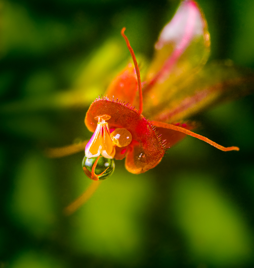 Lepanthes calodictyon - closeup, Los Cedros Reserve, Ecuador <figure class="photo"><a href="https://www.jungledragon.com/image/133045/lepanthes_calodictyon_-_with_leaf_los_cedros_reserve_ecuador.html" title="Lepanthes calodictyon - with leaf, Los Cedros Reserve, Ecuador"><img src="https://s3.amazonaws.com/media.jungledragon.com/images/2/133045_thumb.jpg?AWSAccessKeyId=05GMT0V3GWVNE7GGM1R2&Expires=1759968010&Signature=9S%2FnXV6ZjmemQN24DmNd384Gqik%3D" width="200" height="186" alt="Lepanthes calodictyon - with leaf, Los Cedros Reserve, Ecuador https://www.jungledragon.com/image/133030/lepanthes_calodictyon_los_cedros_reserve_ecuador.html<br />
https://www.jungledragon.com/image/133029/lepanthes_calodictyon_-_closeup_los_cedros_reserve_ecuador.html Ecuador,Ecuador 2021,Fall,Geotagged,Lepanthes calodictyon,Los Cedros Reserve,South America,World" /></a></figure><br />
<figure class="photo"><a href="https://www.jungledragon.com/image/133030/lepanthes_calodictyon_los_cedros_reserve_ecuador.html" title="Lepanthes calodictyon, Los Cedros Reserve, Ecuador"><img src="https://s3.amazonaws.com/media.jungledragon.com/images/2/133030_thumb.jpg?AWSAccessKeyId=05GMT0V3GWVNE7GGM1R2&Expires=1759968010&Signature=uEV5MCWrRP%2FXIiVsAnsQlKXB%2Bug%3D" width="146" height="152" alt="Lepanthes calodictyon, Los Cedros Reserve, Ecuador https://www.jungledragon.com/image/133045/lepanthes_calodictyon_-_with_leaf_los_cedros_reserve_ecuador.html<br />
https://www.jungledragon.com/image/133029/lepanthes_calodictyon_-_closeup_los_cedros_reserve_ecuador.html Ecuador,Ecuador 2021,Fall,Geotagged,Lepanthes calodictyon,Lepanthes ra,Los Cedros Reserve,South America,World" /></a></figure> Ecuador,Ecuador 2021,Fall,Geotagged,Lepanthes calodictyon,Los Cedros Reserve,South America,World
