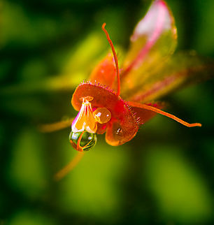 Lepanthes calodictyon - closeup, Los Cedros Reserve, Ecuador https://www.jungledragon.com/image/133045/lepanthes_calodictyon_-_with_leaf_los_cedros_reserve_ecuador.html
https://www.jungledragon.com/image/133030/lepanthes_calodictyon_los_cedros_reserve_ecuador.html Ecuador,Ecuador 2021,Fall,Geotagged,Lepanthes calodictyon,Los Cedros Reserve,South America,World